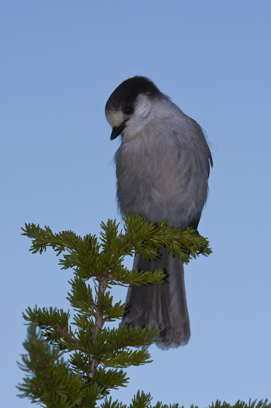 Gray Jay